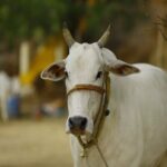 hindi-news