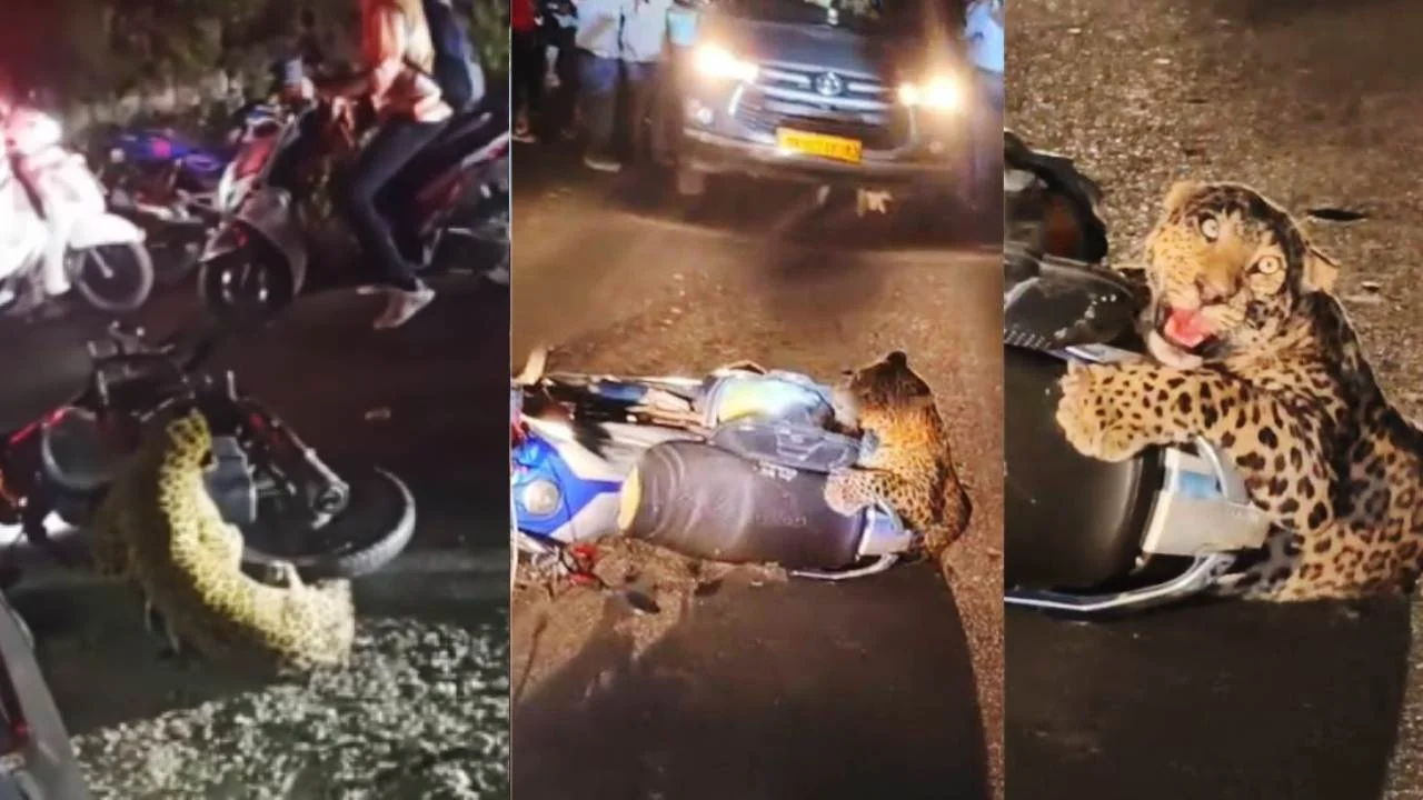 गुलदार रेस्क्यू