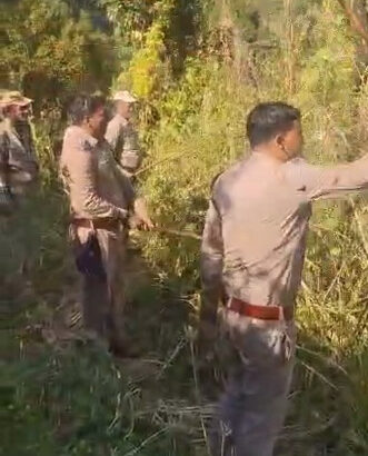 Barkot police take major action against drug abuse, destroy cannabis cultivation spread over 5-6 acres of land